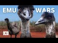 The great emu war how it started and who won  abc australia