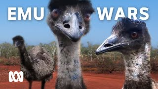 The Great Emu War: how it started and who won | ABC Australia