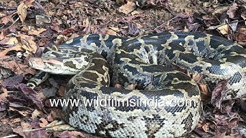 Giant Indian Rock Python lunges at camera man while sitting coiled