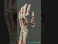 🖐 Human Hands #bloodcirculation #eyefacts #humanblood #humaneyes #humanbody