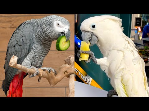 Who Wins: African Gray Parrot vs Umbrella Cockatoo