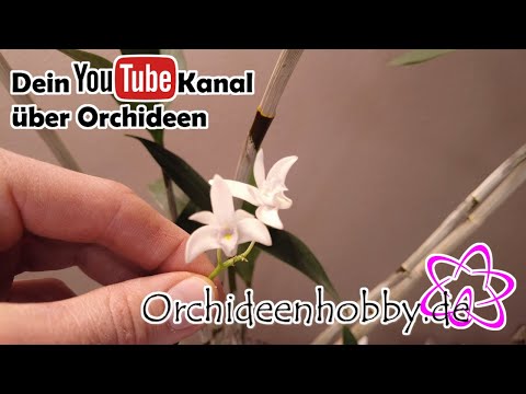 Dendrobium delicatum: Duft, Blüte und richtige Pflege