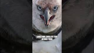 Harpy Eagle Most Powerful Eagle in the World #shorts