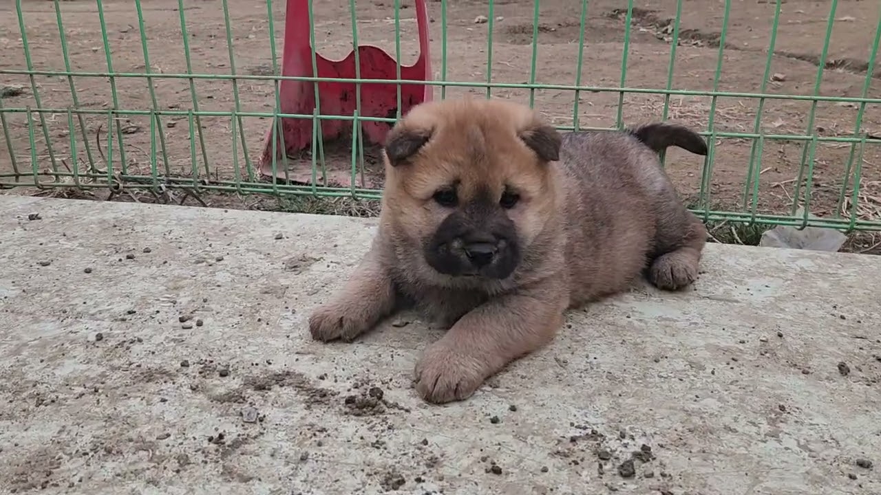 진돗개 강아지들 