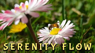 1 Hour Serenity Flow – Peaceful Music for Meditation, Deep Sleep & Yoga | Enlightened Echoes