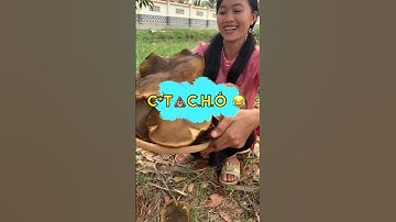 Nấm xoài là tên phổ biến hoặc nấm gan bò cũng là nó, nấm ăn được nhưng hái non sẽ ngon đừng hái nở