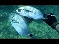 Pescasub: La Pesca in Tana ...Una Passione per tutta la Vita - Spearfishing