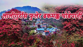 लालीगुराँस फुलेर ढकमक्क घोडेपानी || Myagdi, Nepal