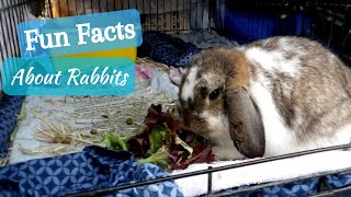 15 Fun Facts About Rabbits!