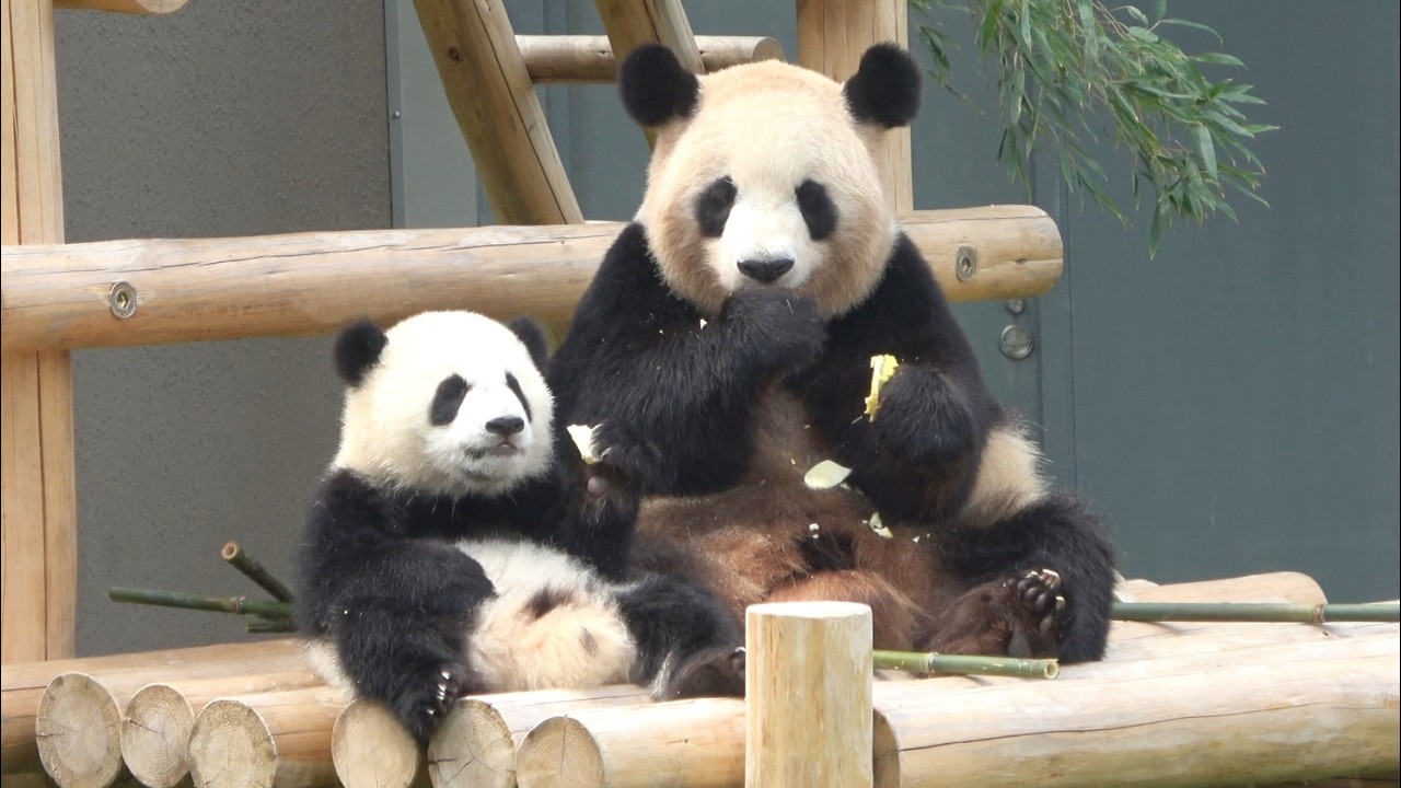 The mother and baby pandas are happily eating bamboo shoots