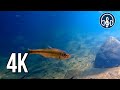 Underwater sounds of a mountain river with swimming fish. Quick relaxation!