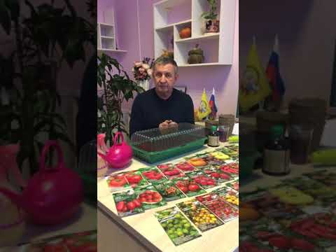 Выращивание рассады томата и правила выбора сорта