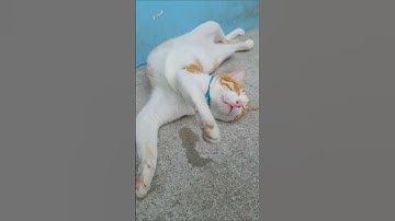 The most lazy cat ever🤭 #cute #funnycats #shortsvideo