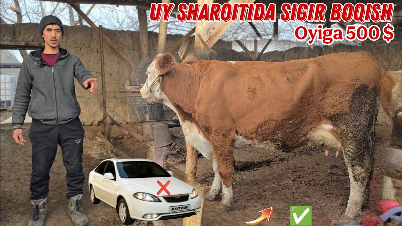 3 Dona Sigirdan 1 Oyda 500$ Sof Foyda 7 Yillik Tajriba Musofirlar Koʻrsin