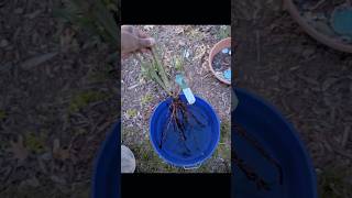 Planting a David Austin Vanessa Bell bare root rose