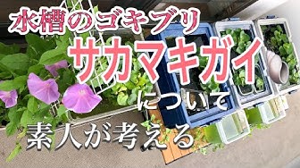 サカマキガイ 水槽のゴキブリと言われているけど皆さんは駆除しますか つアクアリウム Youtube