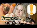 20 вещей которые надо знать о МЫШКАХ, прежде чем завести.