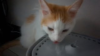 【癒やし】ただ猫が水を飲むだけの動画レイモンド