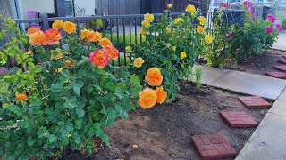 Front Yard Garden Update - I took your advice! by Garden Happy 3,169 views 3 weeks ago 5 minutes, 24 seconds