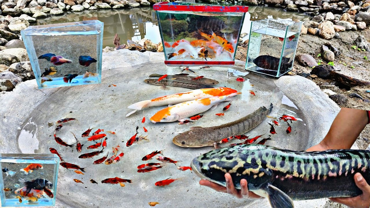 Finding giant toman fish in ponds, catfish, ornamental fish, koi fish, betta fish, glofish