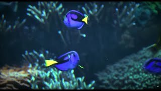SeaWorlds Real. Amazing. Solutions to Protect Tropical Fish