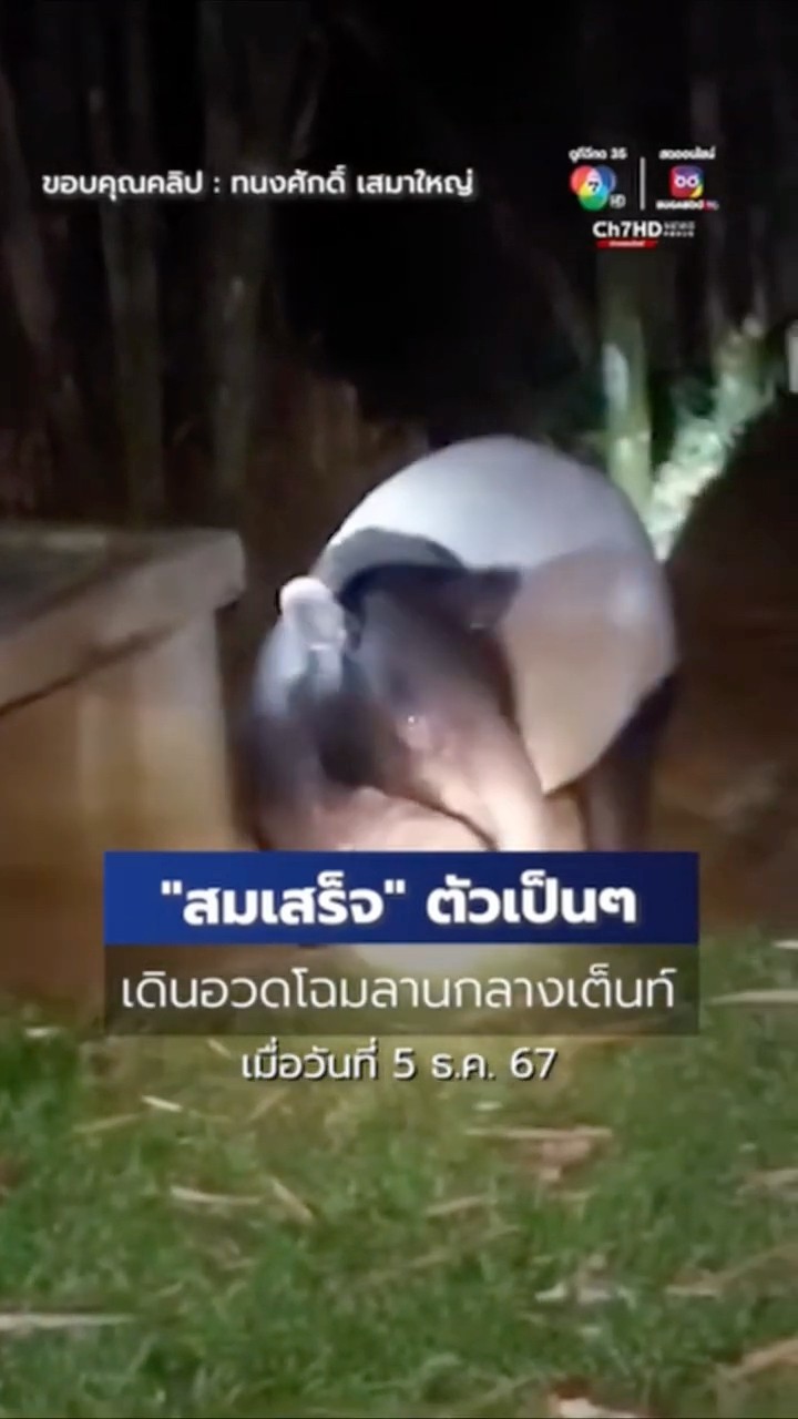 ครั้งแรก สมเสร็จ เดินอวดโฉมลานกางเต็นท์ เขาพะเนินทุ่ง อุทยานแห่งชาติแก่งกระจาน #ข่าวออนไลน์7HD