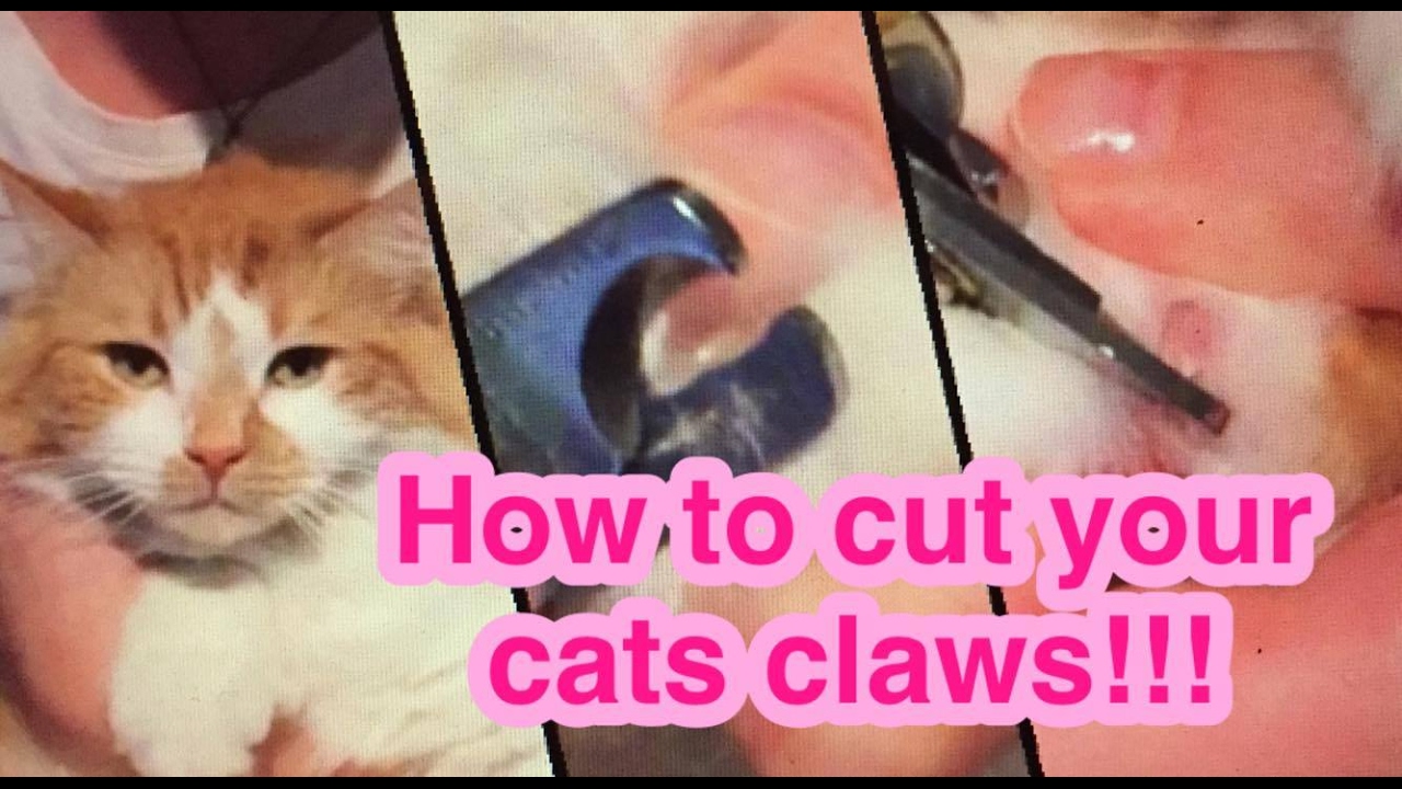 How to cut your cats claws! - YouTube