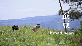 Broad beans ▎80歲鄰居爺爺種了一大田蠶豆，我採摘了14 kg，做成各種美味的蠶豆食物