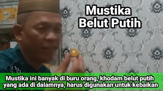 Mustika Belut Putih Yang Banyak Diburu Orang