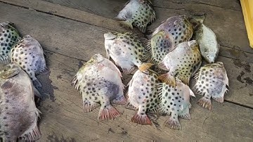 Lần đầu tiên (Câu cá hói) cá nâu to khủng bằng cần 5,5 m :ăn  mồi ruốc :  trúng mánh lớn ( tập 135 )