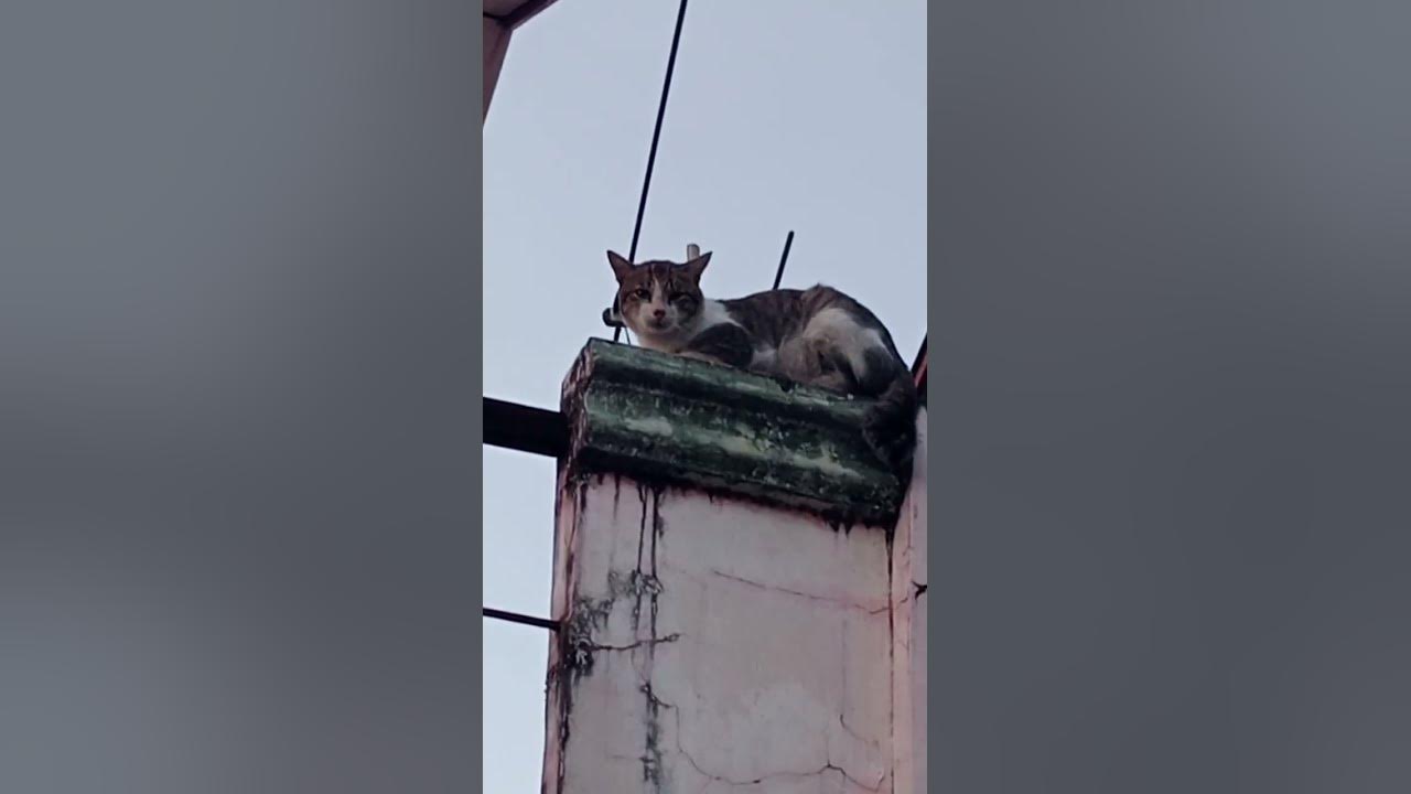 cat won't come down cat catlover cutecat animals YouTube