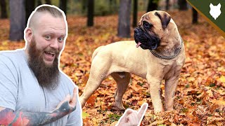 Celebrity DO BULLMASTIFF HAVE HIGH PREY DRIVE Net Worth