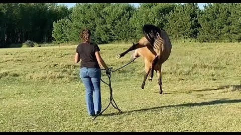 TEASER : Problem Horse | Buddy Sour