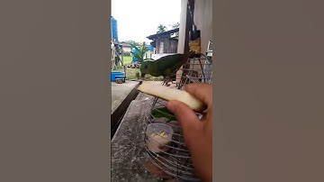 serindit jinak