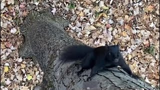 Curious Black Squirrel Climbs Into Stand With Bow Hunter Bow Hunting Wisconsin