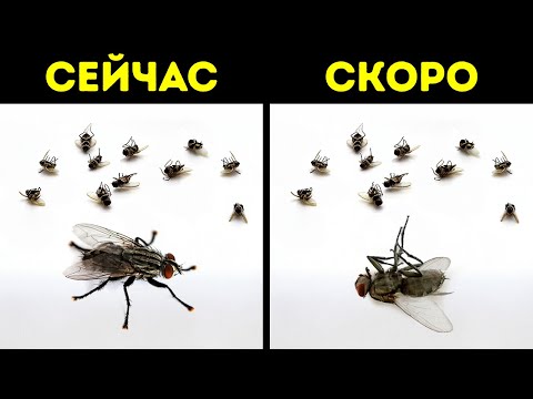 Мухи стареют быстрее, когда видят смерть других