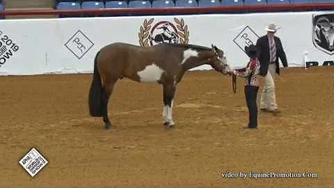 Showmanship 1