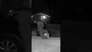 Barney The Baby Skunks Tippy Taps