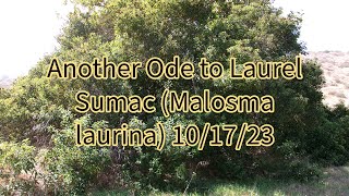 10/17/23: Another Ode to Laurel Sumac (Malosma laurina)- Mission Trails Area- San Diego/Santee