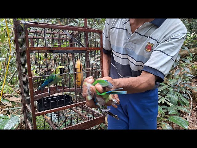 INI DIA INDUKAN BURUNG CUCAK RANTE TROTOLAN KEMARIN BADANYA LEBIH BESAR BOSKU SERASA PEGANG IJO BIG class=