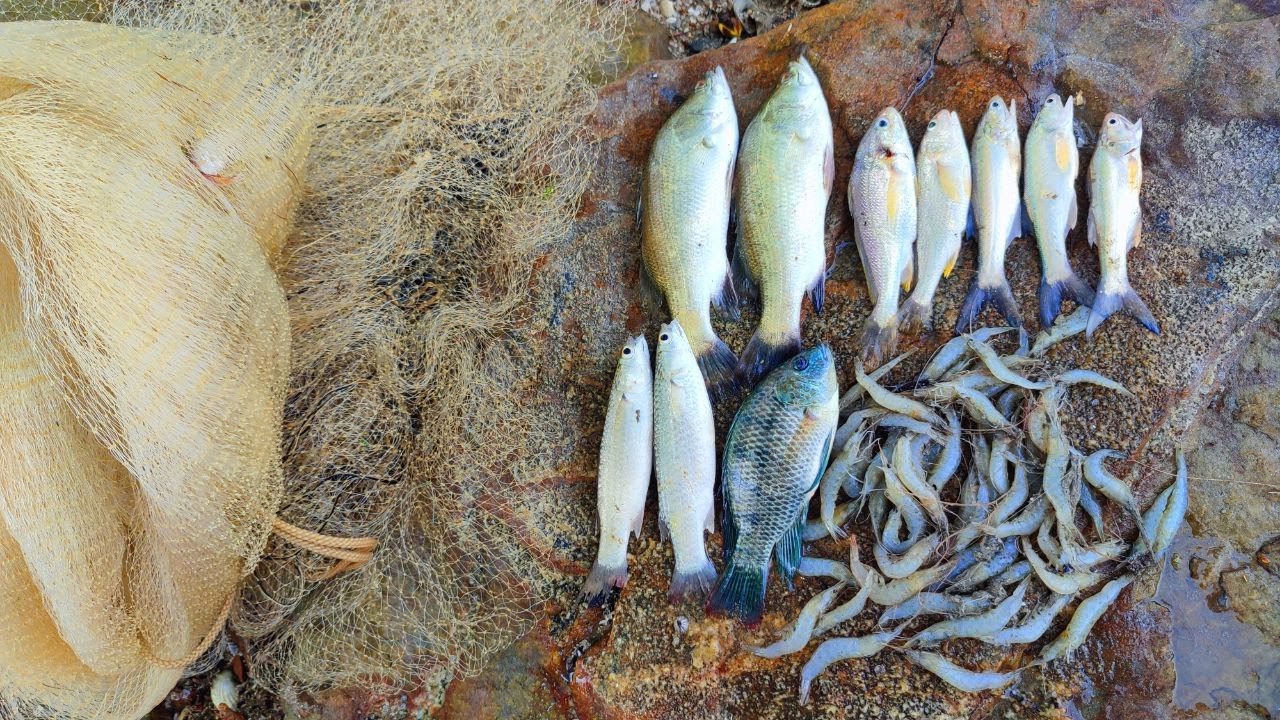 Menjala sekitar Pantai Remis Kuala Selangor - Traditional net fishing