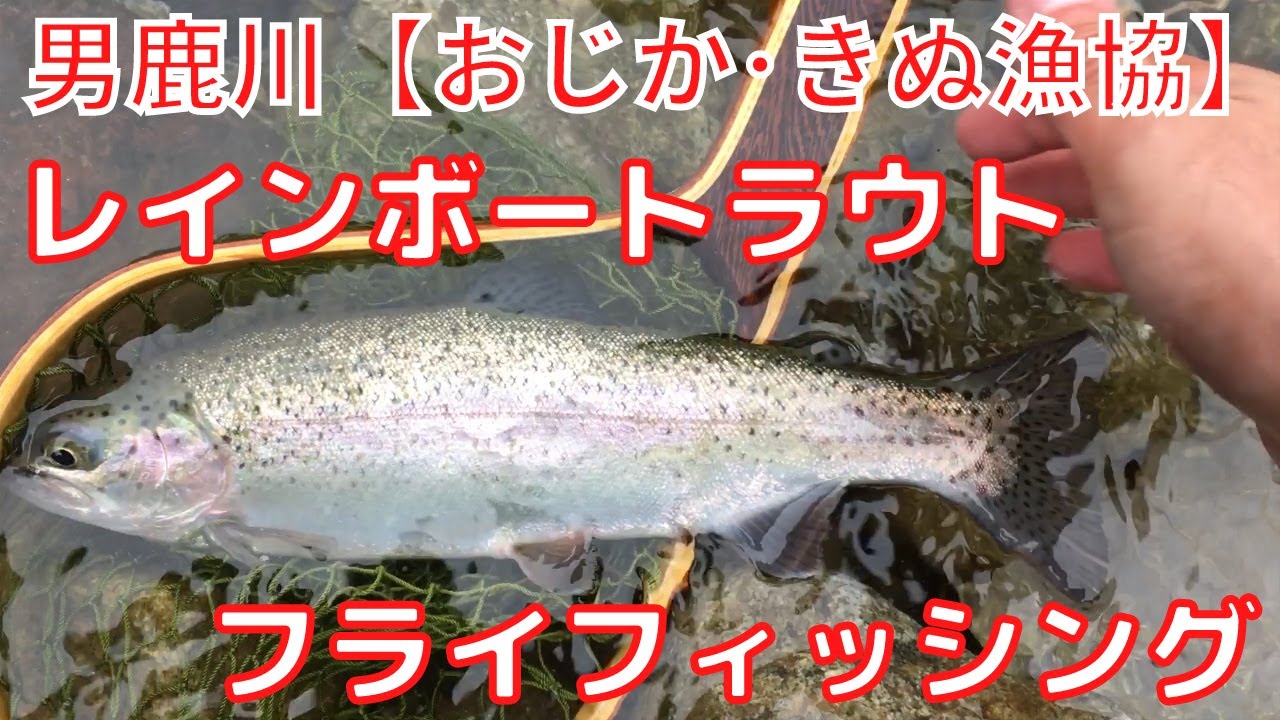 【男鹿川】久しぶりのフライフィッシング！レインボートラウトと戯れる。（おじか・きぬ漁協）