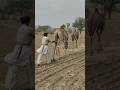مشاهد أصيلة من حياة المزارعين مع الجمال
