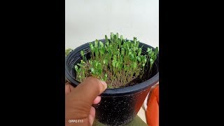زراعة منزلية| طريقة زراعة الحلبة في المنزل بإمكانيات بسيطة جدا وصحية 100%