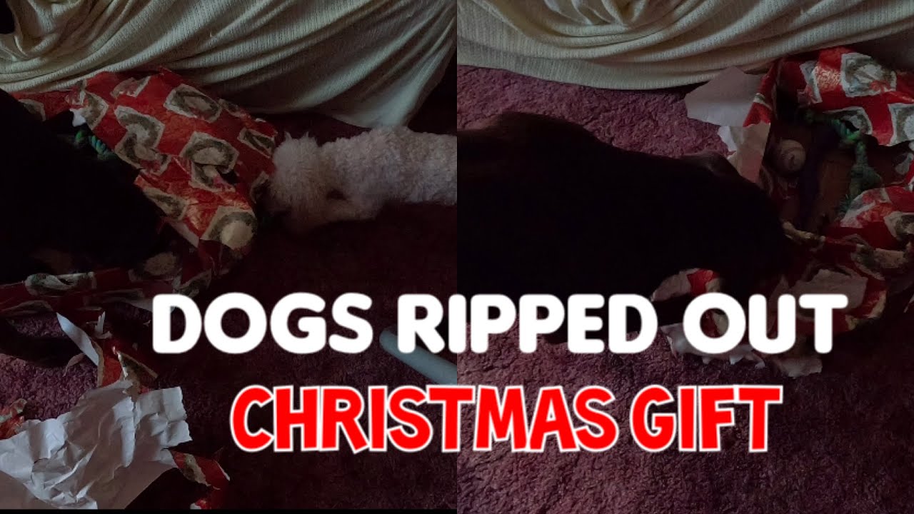 Dogs ripped out christmas gift #youtubefeed#youtubesearch# ...