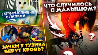 ШИКАРНЫЕ НОВОСТИ! Чипируем троих😱на Германию