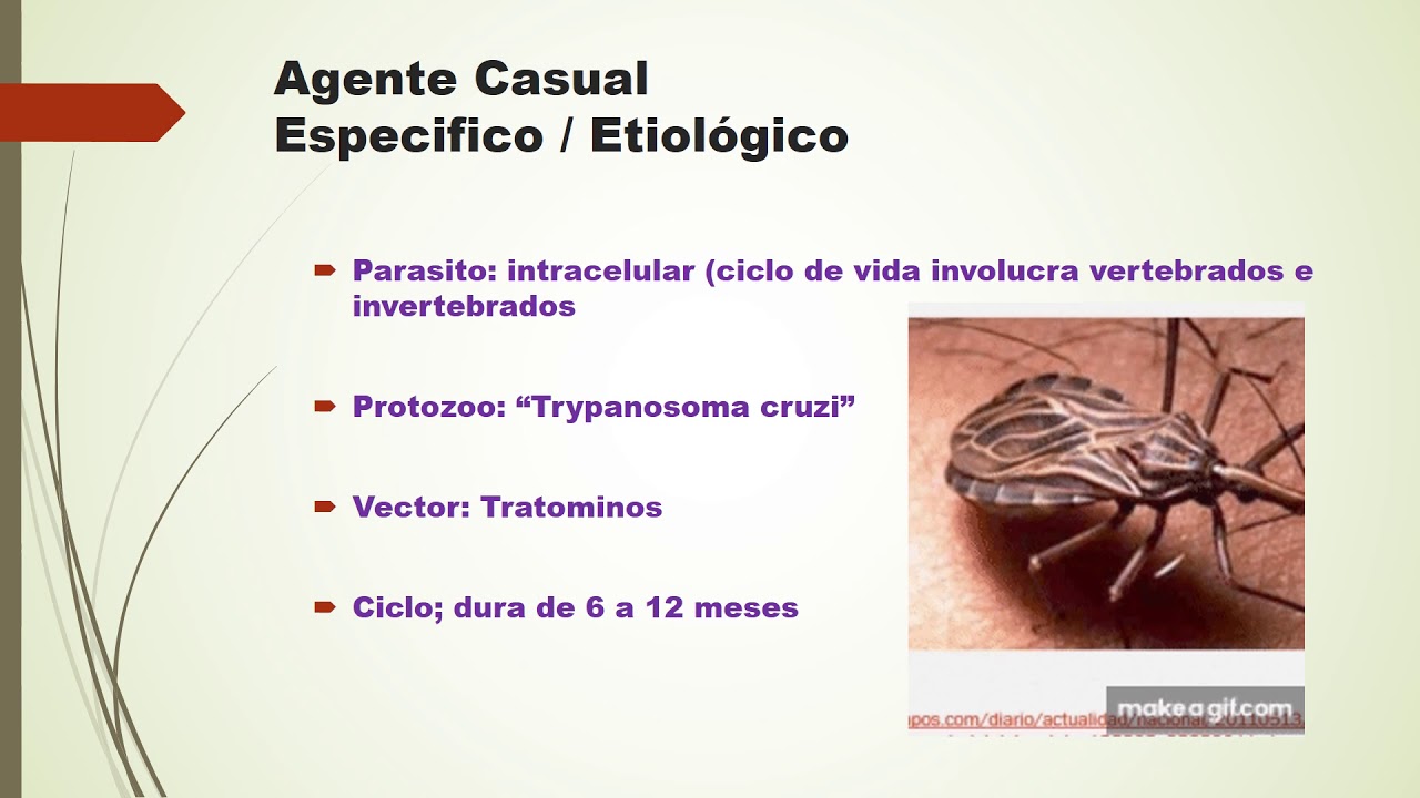 cadena epidemiologica chagas - YouTube