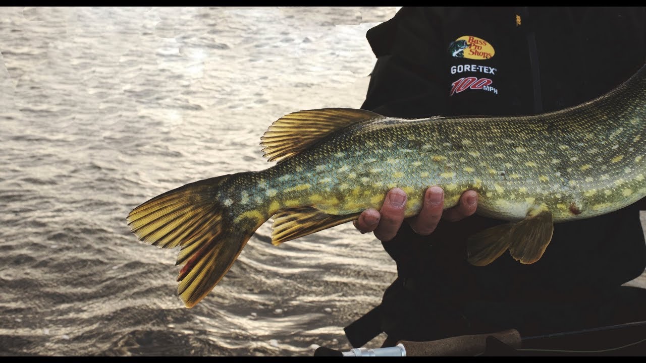 flugfiske | Flugfiskaren flugfiske | Flugfiskaren