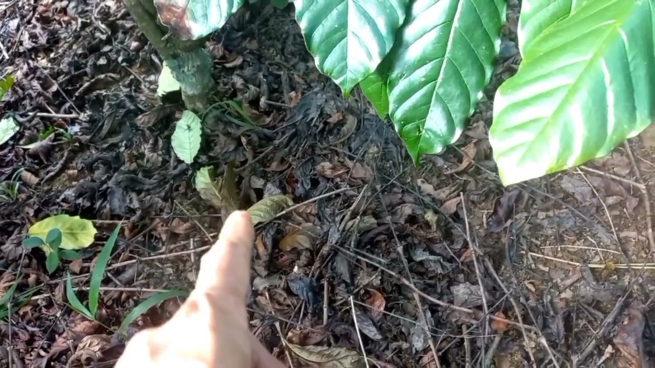 Rệp sáp cà phê: xử lý sao cho hiệu quả