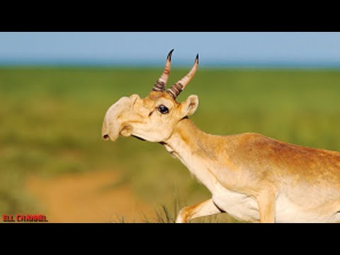 10 ყველაზე გრძელცხვირიანი ცხოველი